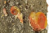 Colorful Agate Pseudomorph After Gastropods - Colorado #264708-2